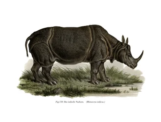 Indian Rhinoceros